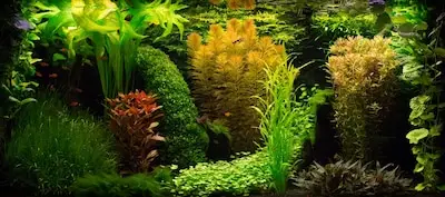 Dode vissen en troebel water? Volg de aquariumcursus in Dommelen