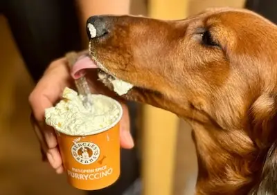 Hier in Tilburg krijg je op dierendag gratis koffie (en je hond ook)
