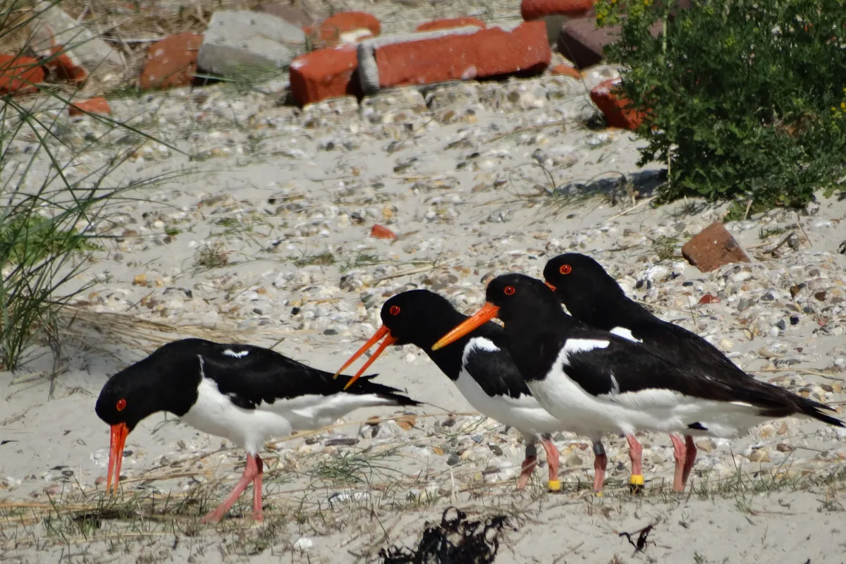 Vogelwachters rapporteren: veel scholeksters, maar weinig jongen op Rottumerplaat