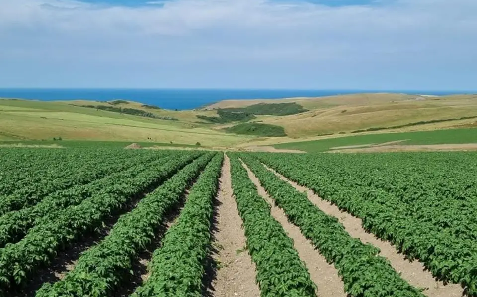 HZPC neemt Ierse concurrent IPM over: 1800 hectare aan pootaardappelen