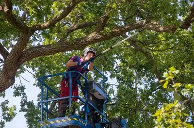 Bomen in Heeze-Leende krijgen onderhoud