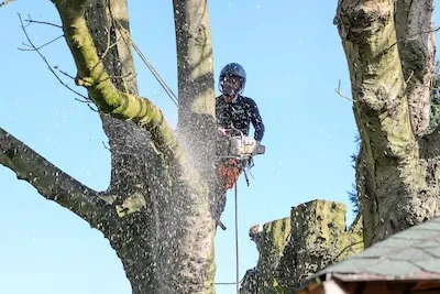 Son en Breugel start met verwijderen dode bomen