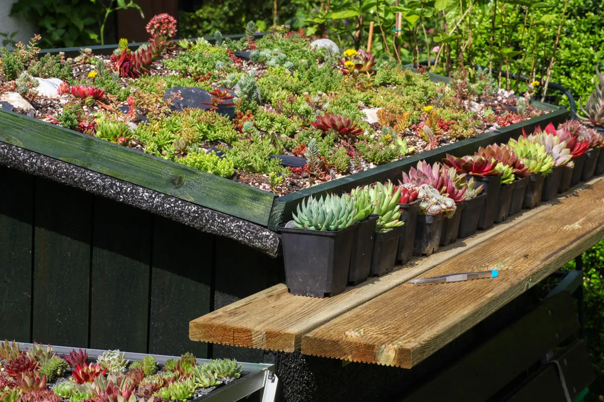 Een mini-oase op je dak: zo leg je zelf een groen dak met sedumplantjes aan
