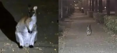 Politie zit in de nacht ontsnapte kangoeroe op de hielen in Udenhout, maar het dier huppelt er vandoor