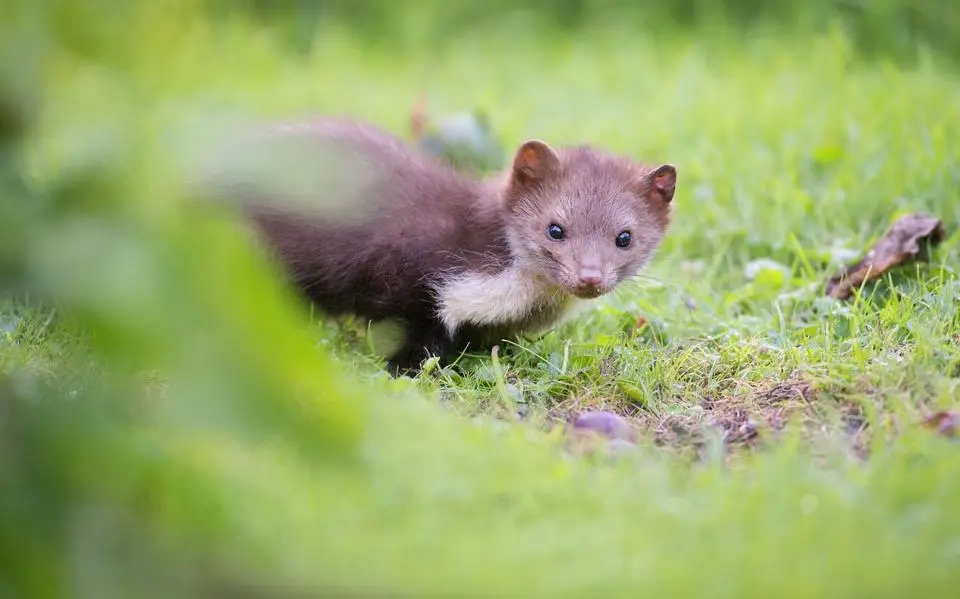 Is de jacht op steenmarters het laatste redmiddel voor weidevogels? De rechtbank vindt van niet