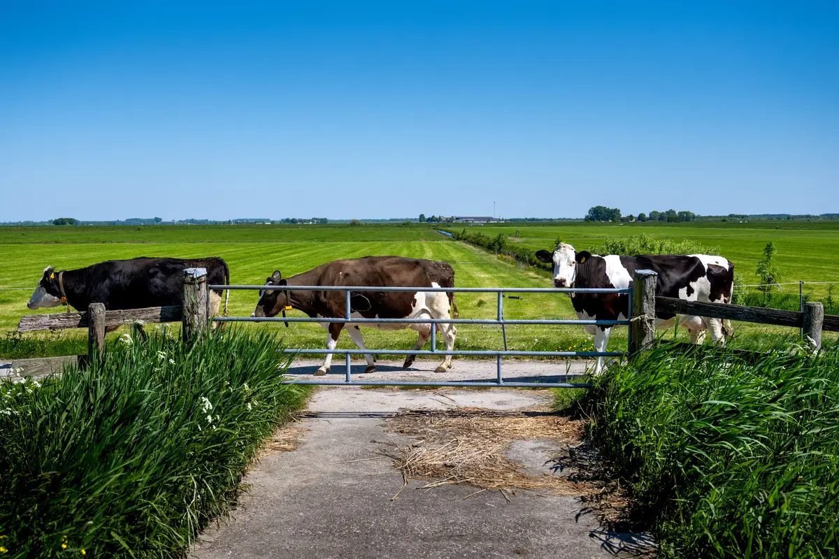Minder koeien in toekomstscenario’s voor landbouw en natuur van het PBL
