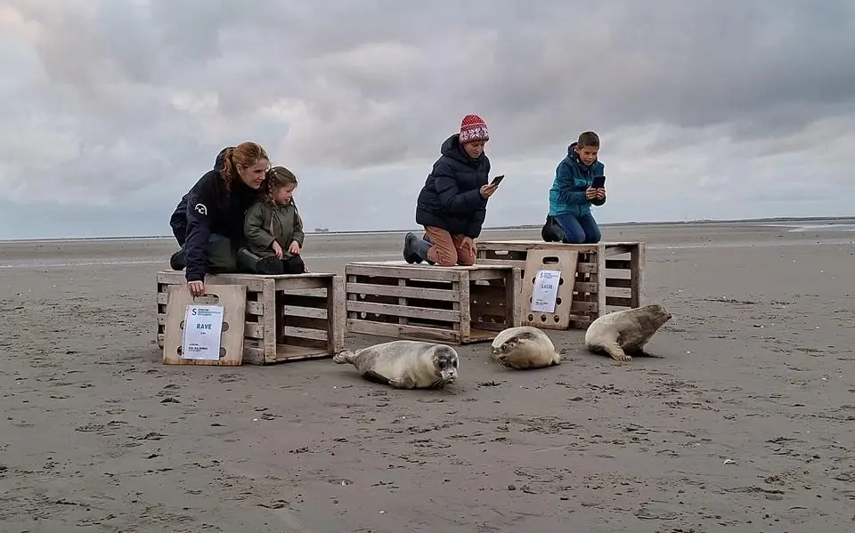 En zo gaat Rave, de zeehondenpup die werd gevonden op een illegaal feest, de wijde wereld in