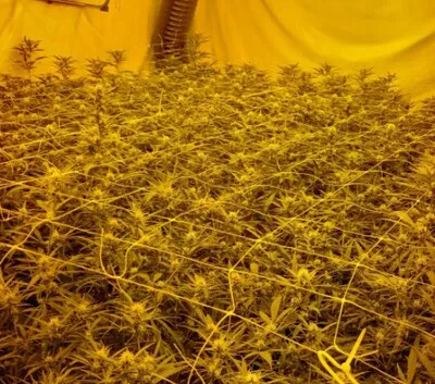 Wietkwekerij opgerold in Tilburg-Noord: drie grote ruimtes vol planten