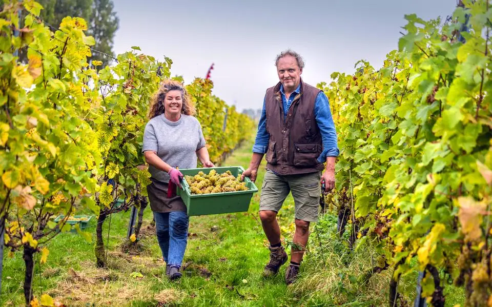 Eerste druivenoogst in Tirns: ‘De kracht van die planten heeft ons echt verrast’