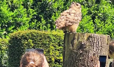 Dierendag 2025: dit is er in Tilburg te doen