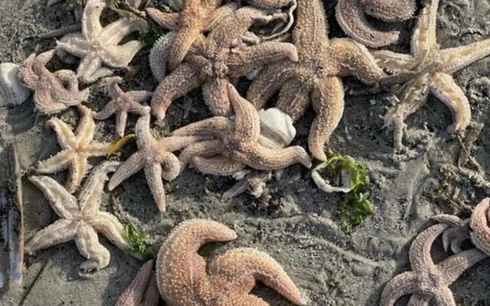 Strand van Schiermonnikoog ligt bezaaid met zeesterren. Hoe zijn ze op drift geraakt?
