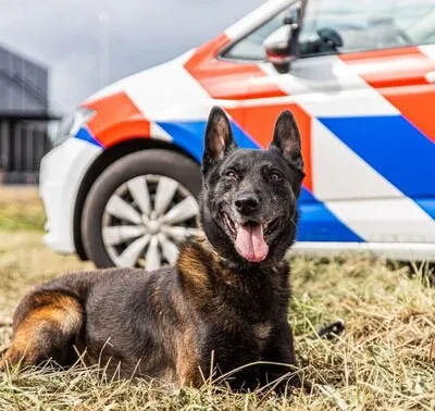 Politiehond Zorro (12) overleden: pakte inbrekers en overvallers in West-Brabant, en haalde daar vaak het nieuws mee