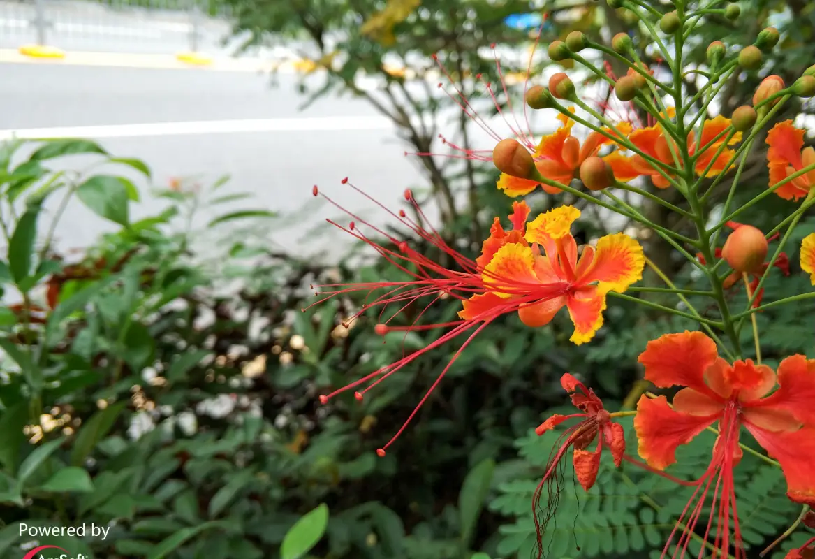 The Elephone C8 is coming really soon, here's the first Dual Camera Sample