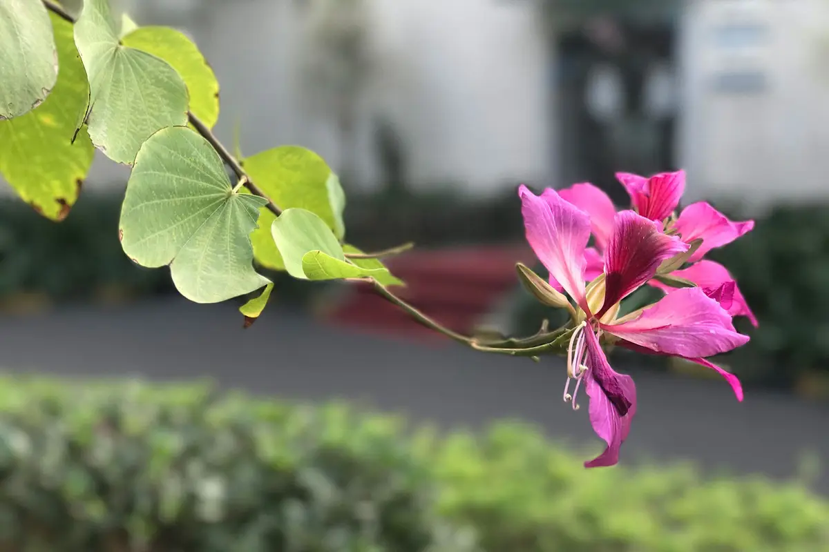Ulefone Gemini Dual Camera Photo Samples