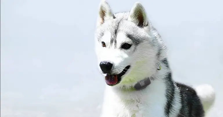 Xiaomi brings the PETBIT, a water-resistant dog tracker