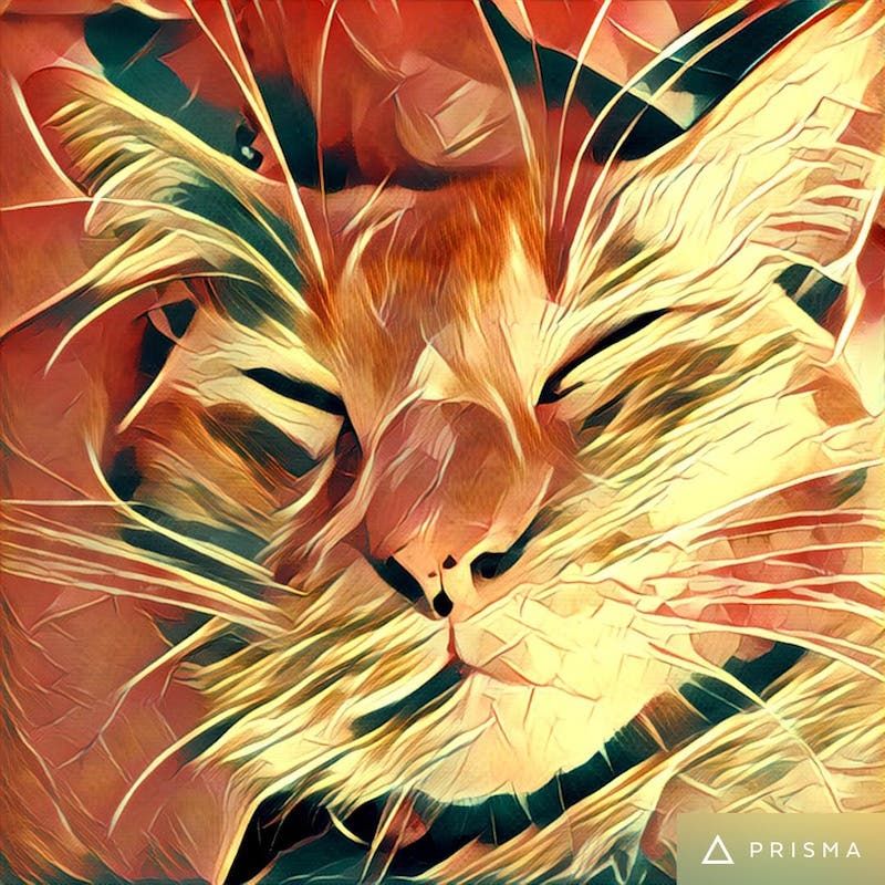 The Prisma app is now available on Android