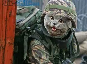 China Unleashes Cat Army on Rodent Invaders!