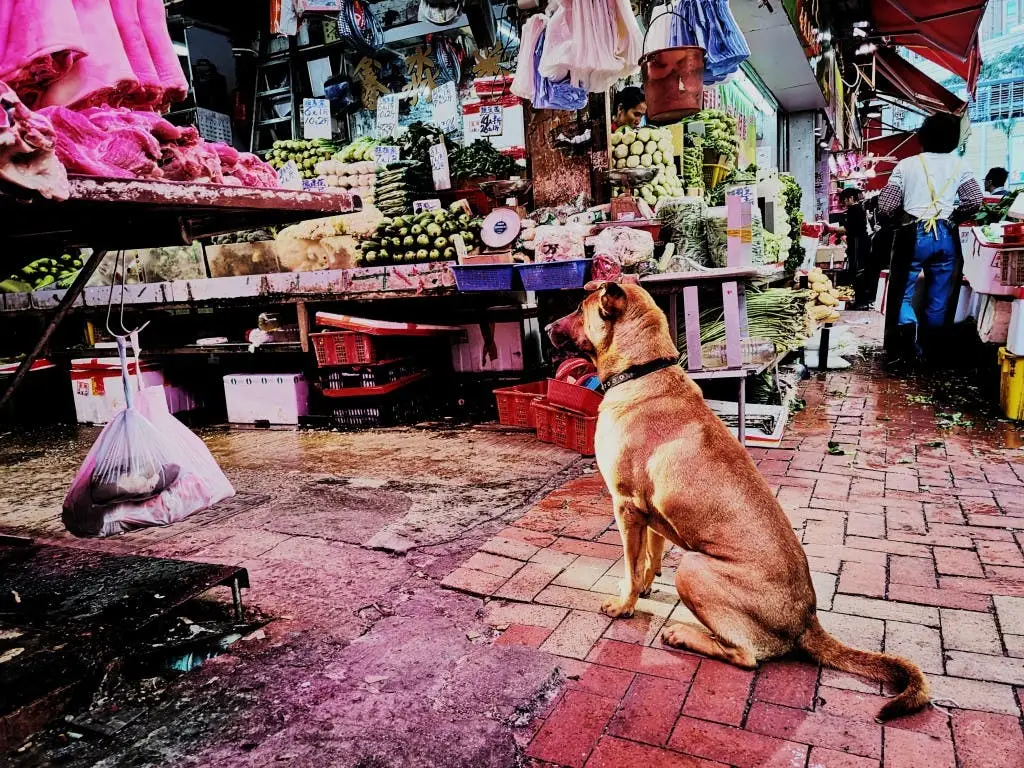Huawei Honor V20 First Real Photo Samples from the 48MP Camera