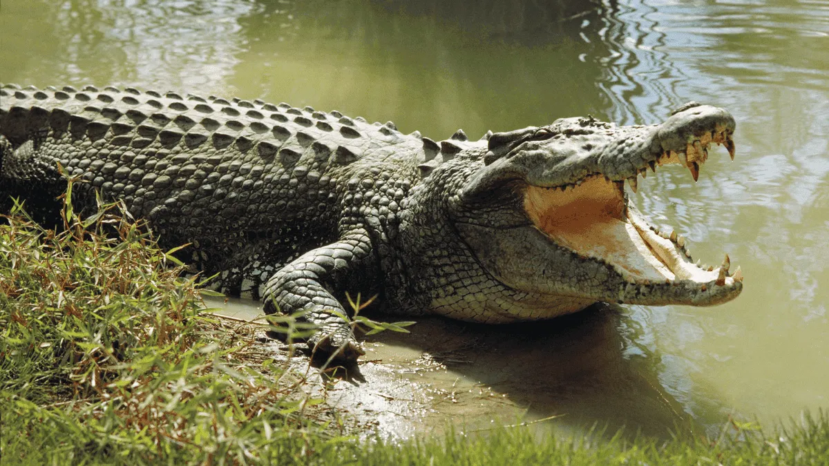 Alligator decides to have some fun with a remote-controlled boat in Florida