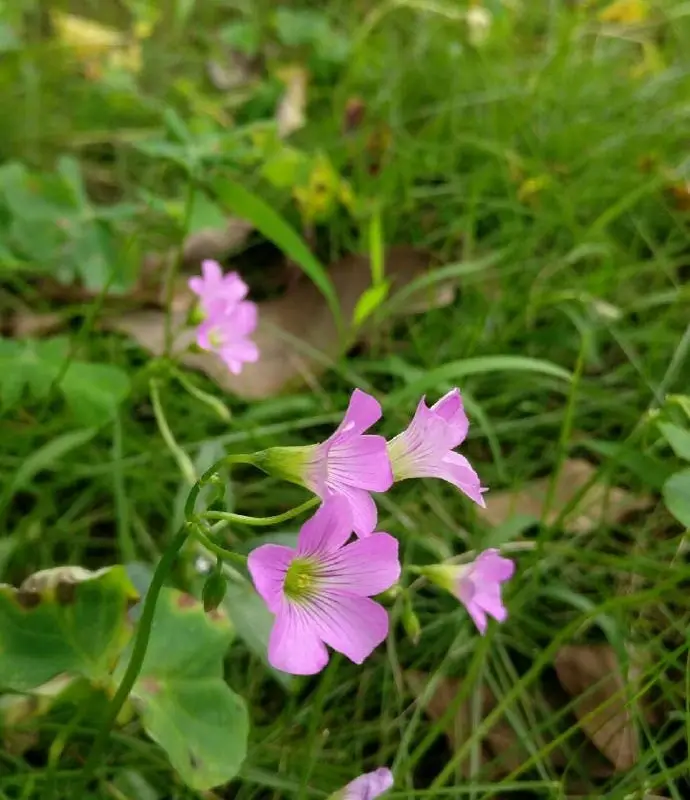 First OnePlus 3 camera sample surfaces