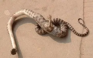 Talon Clad, Leg Wielding Snake
