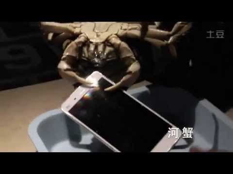 Xiaomi use live crabs to test the Mi4, upset some international fans