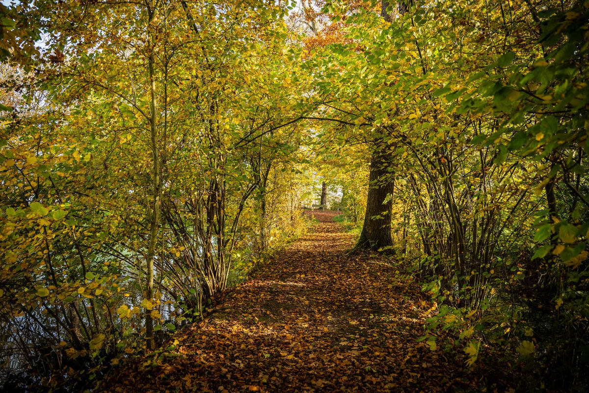 Opnieuw subsidie voor meer bos, bomen en groen