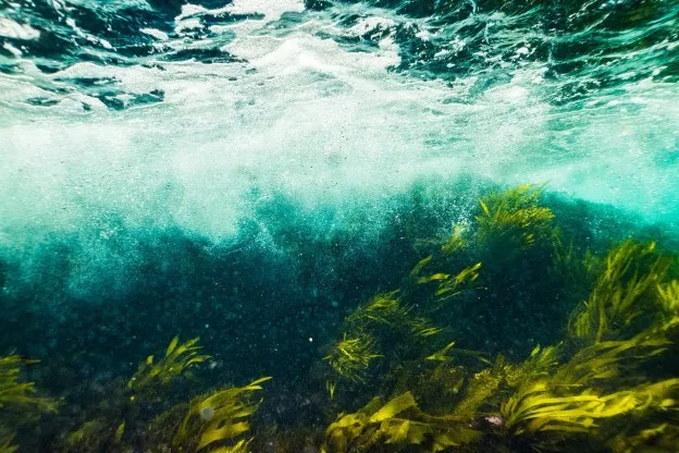 Verdwijnende zeewier zorgt voor problemen in Japanse wateren