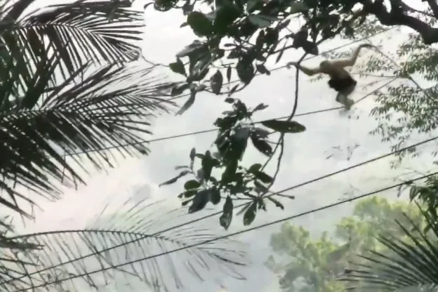 Touwbrug moet meest bedreigde aap ter wereld redden