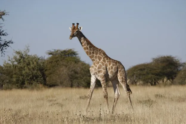 Breaking Bad-acteur neemt het op voor bedreigde giraffen