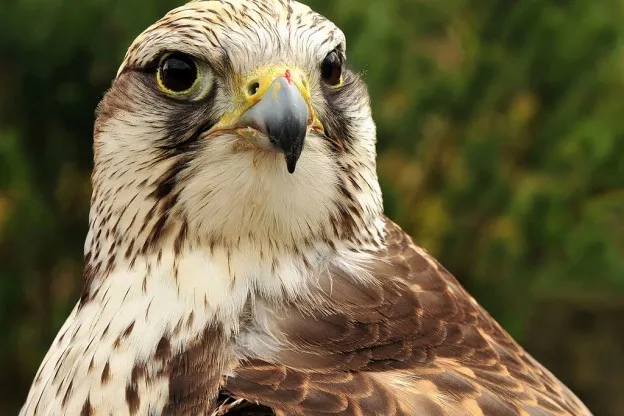 Ook biodiversiteit in Europa hard achteruit