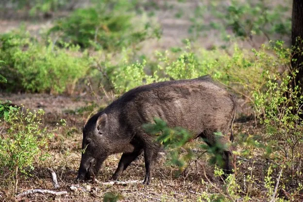 Aantal wildaanrijdingen in Nederland nemen toe