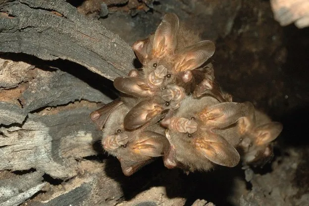 Dieren nieuws in het kort | Vleermuizen doen aan social distancing