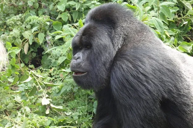Wat kunnen mensen leren van dieren? 'De berggorrilla doet op oude dag stapje terug'