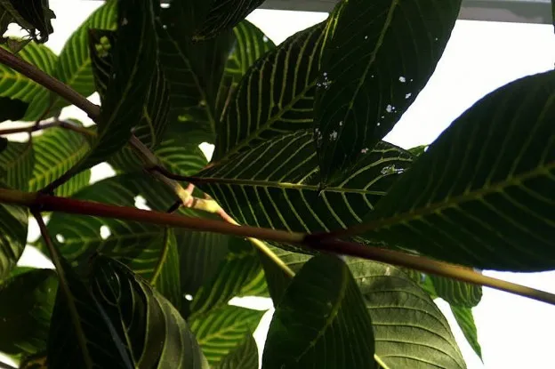 Mijn ervaringen | Ayahuasca ceremonie