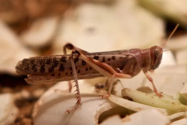 Update | Sprinkhanenplaag baart nog steeds grote zorgen
