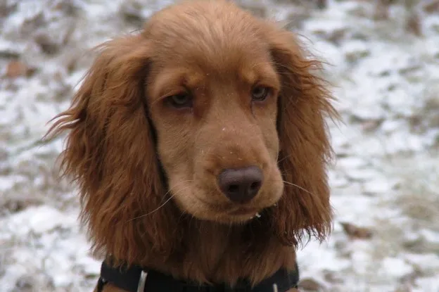 Honden gaan mogelijk helpende hand bieden tegen corona