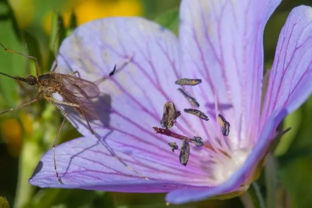 Aantal insecten met 25 procent gedaald in dertig jaar tijd