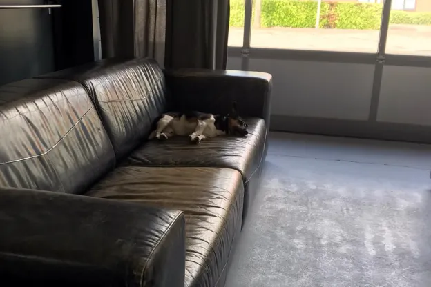 Vier tips om je hond een gezond leven te geven