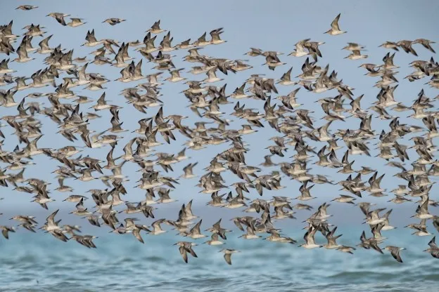 Veel kustvogels in trektocht naar Australië afgeschoten