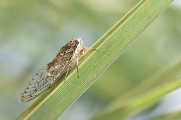 Miljoenen cicades gaan voor herrie zorgen in de Verenigde Staten