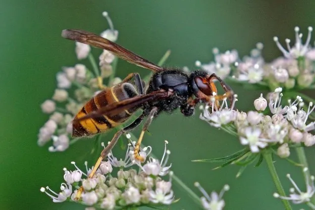 Exotische wesp moet in Nederland vernietigd worden