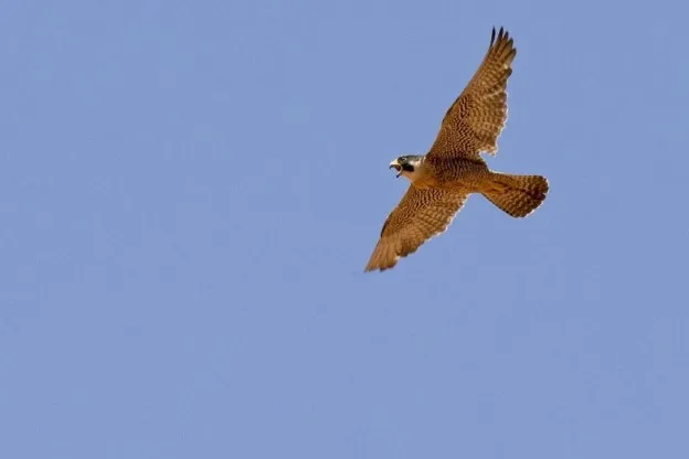 Vogels raken verstrikt in rondslingerende mondkapjes