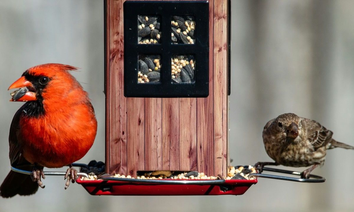 Dit doen Nederlanders die vetbollen voor vogels ophangen massaal verkeerd