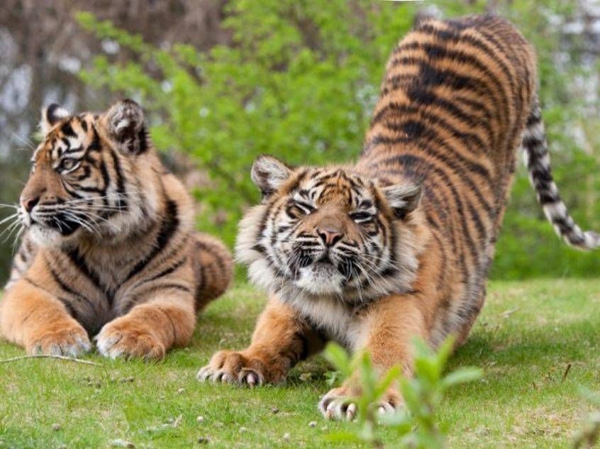 Burgers’ Zoo, Vierdaagse en Apenheul bepalen imago van Gelderland