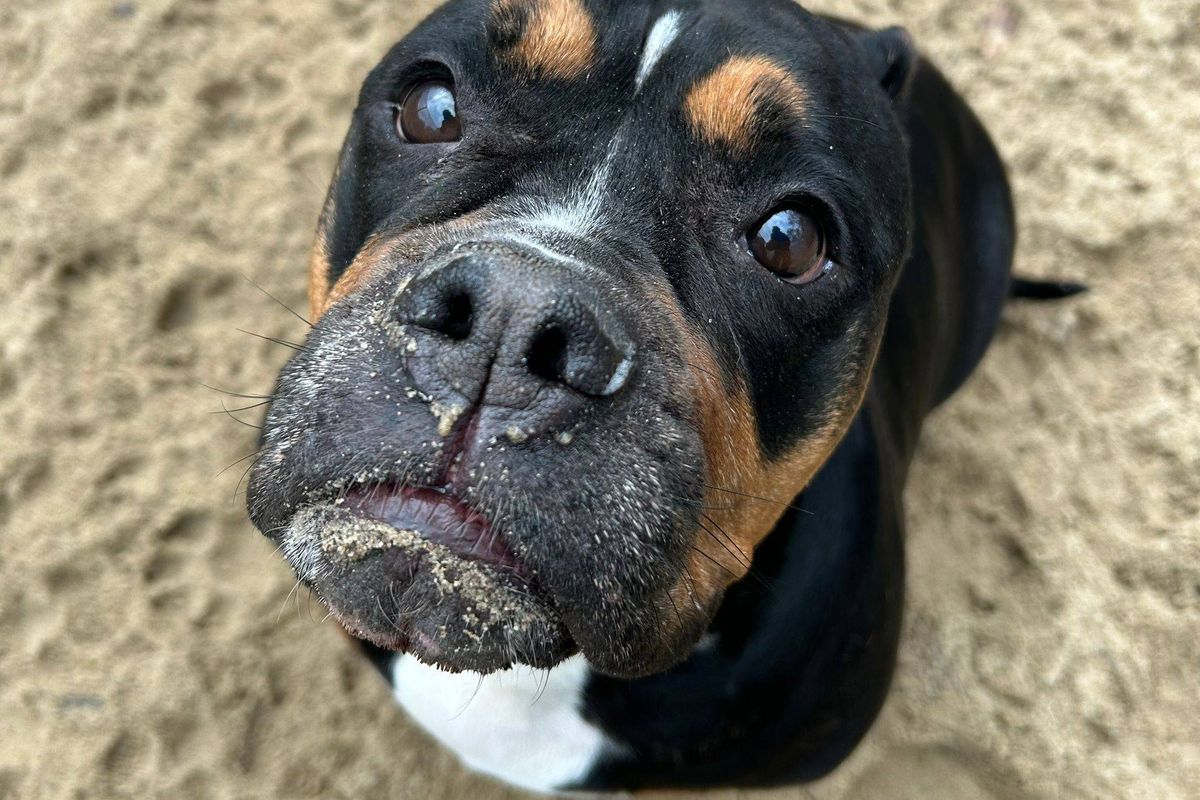 Huisdier van de Week is de hond Taja