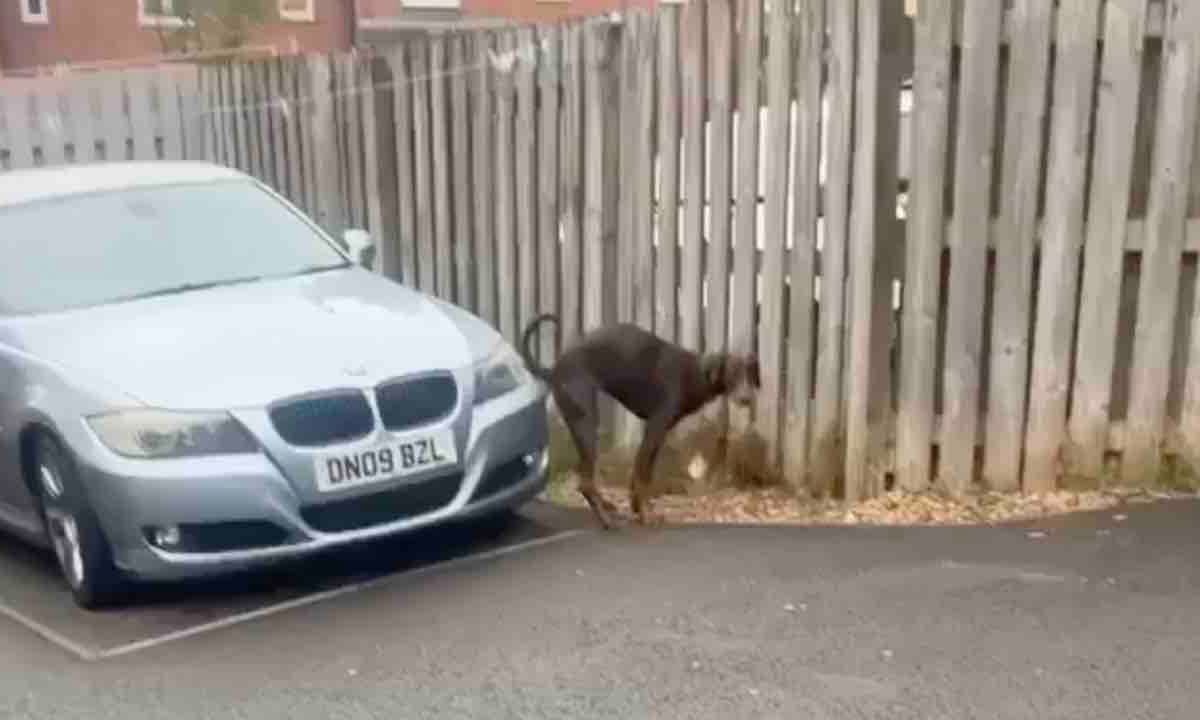Hond geeft statement af over BMW
