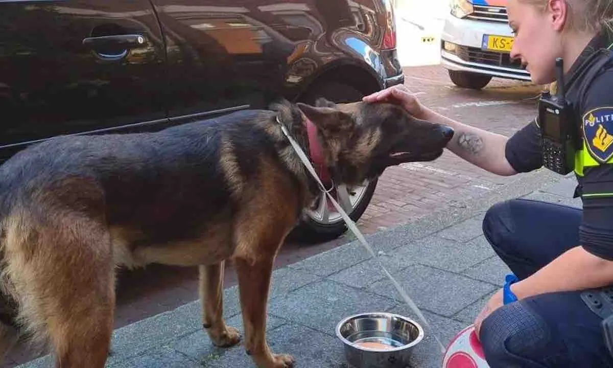 Agenten halen hot dog van balkon in Den Haag