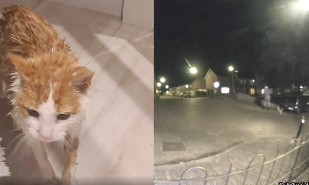 Ontzettende eikel smijt kat van metershoge brug in Oudewater