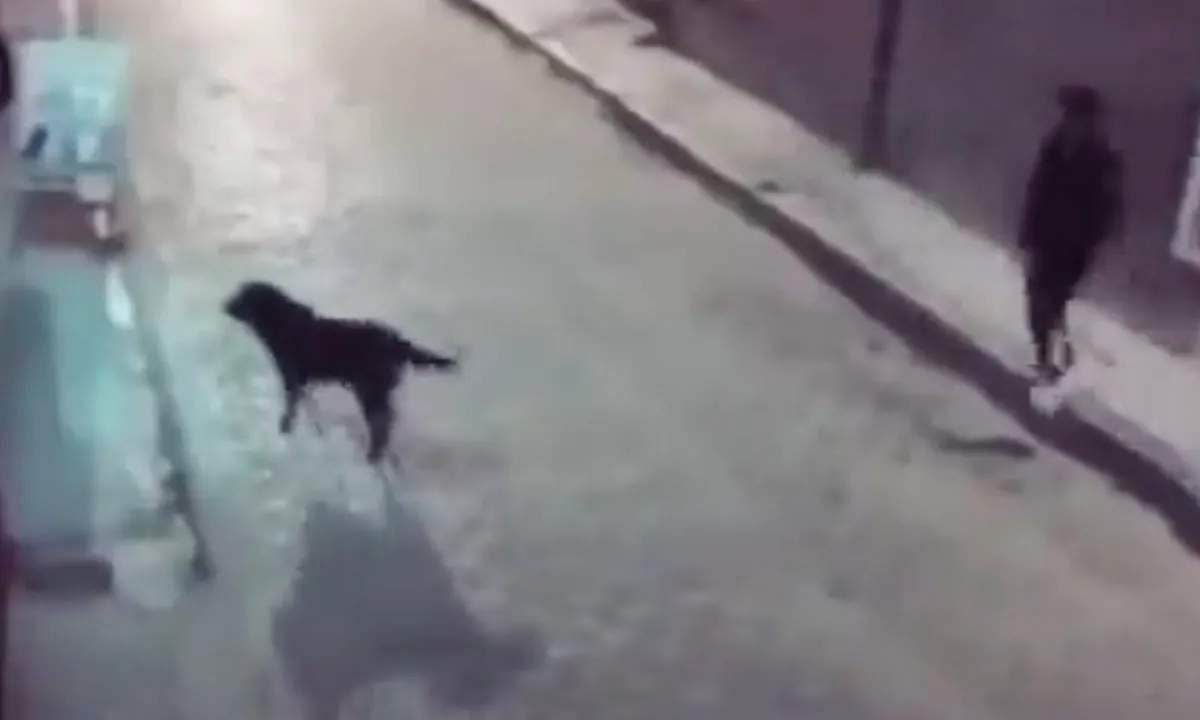 Portie karma in het gezicht van man die hond schopt